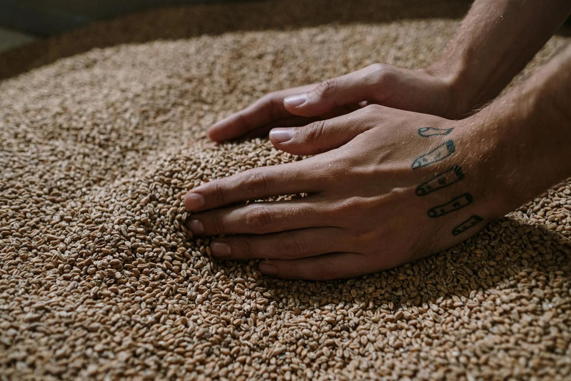 Malted barley grains and hop pellets for home beer brewing