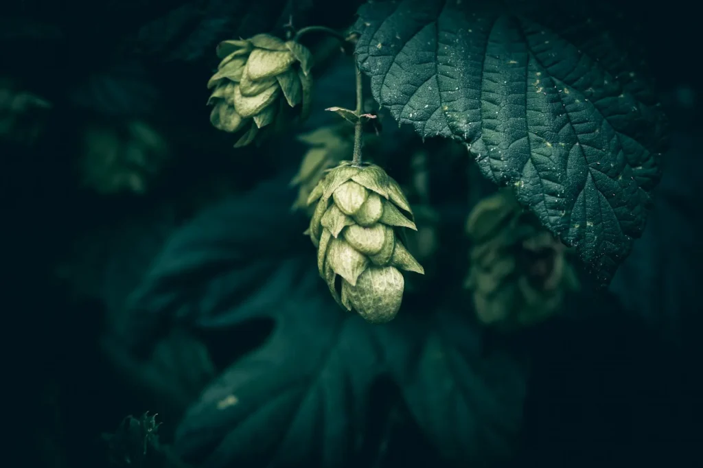 Home brewing ingredients including grain hops and yeast for a recipe kit