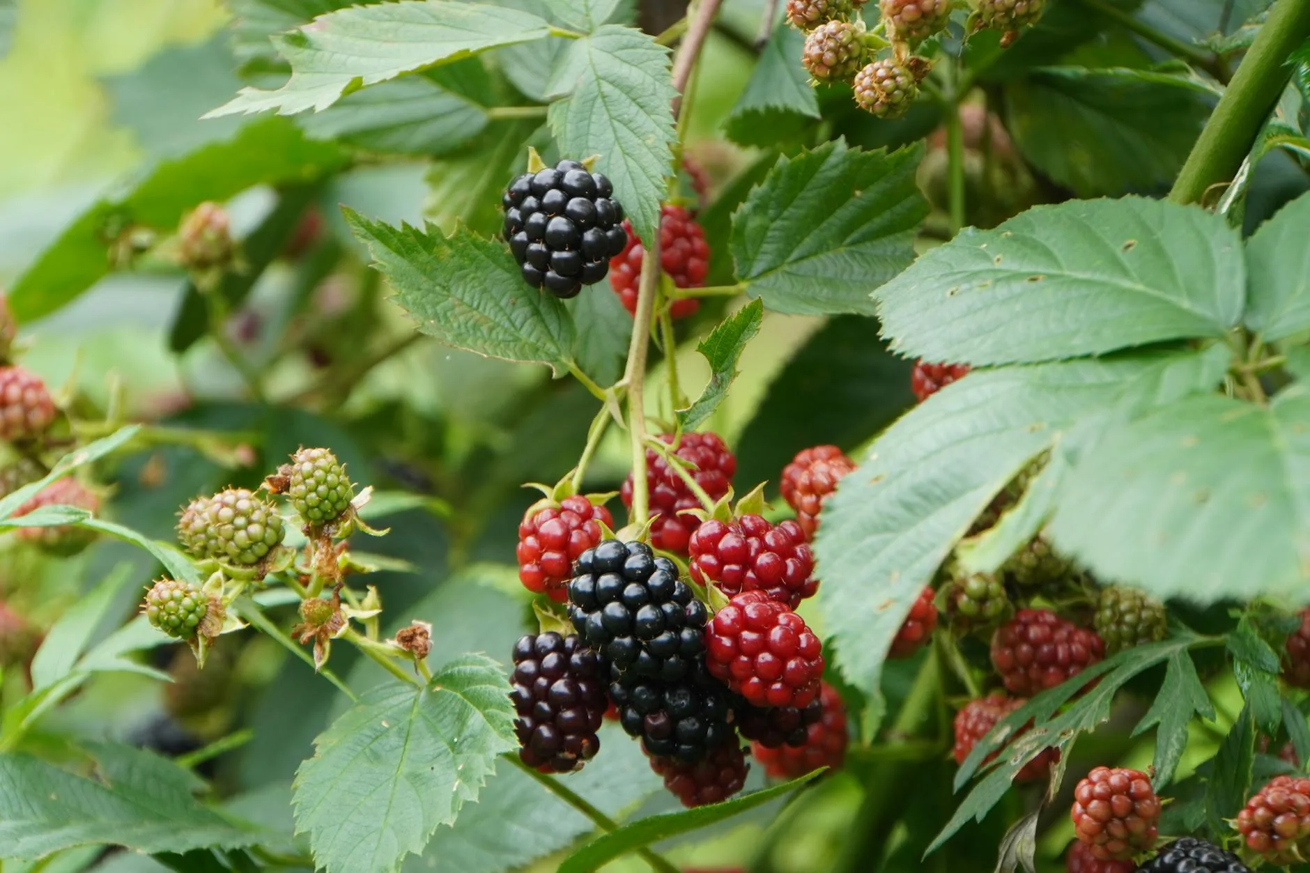Ripe blackberries on hedgerow bushes ready for foraging