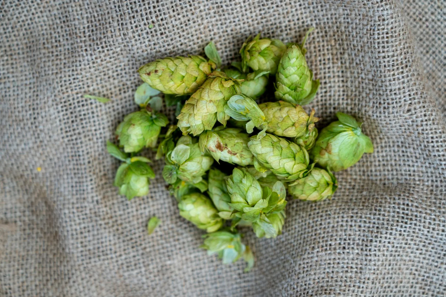 Green hop pellets used in brewing English bitter