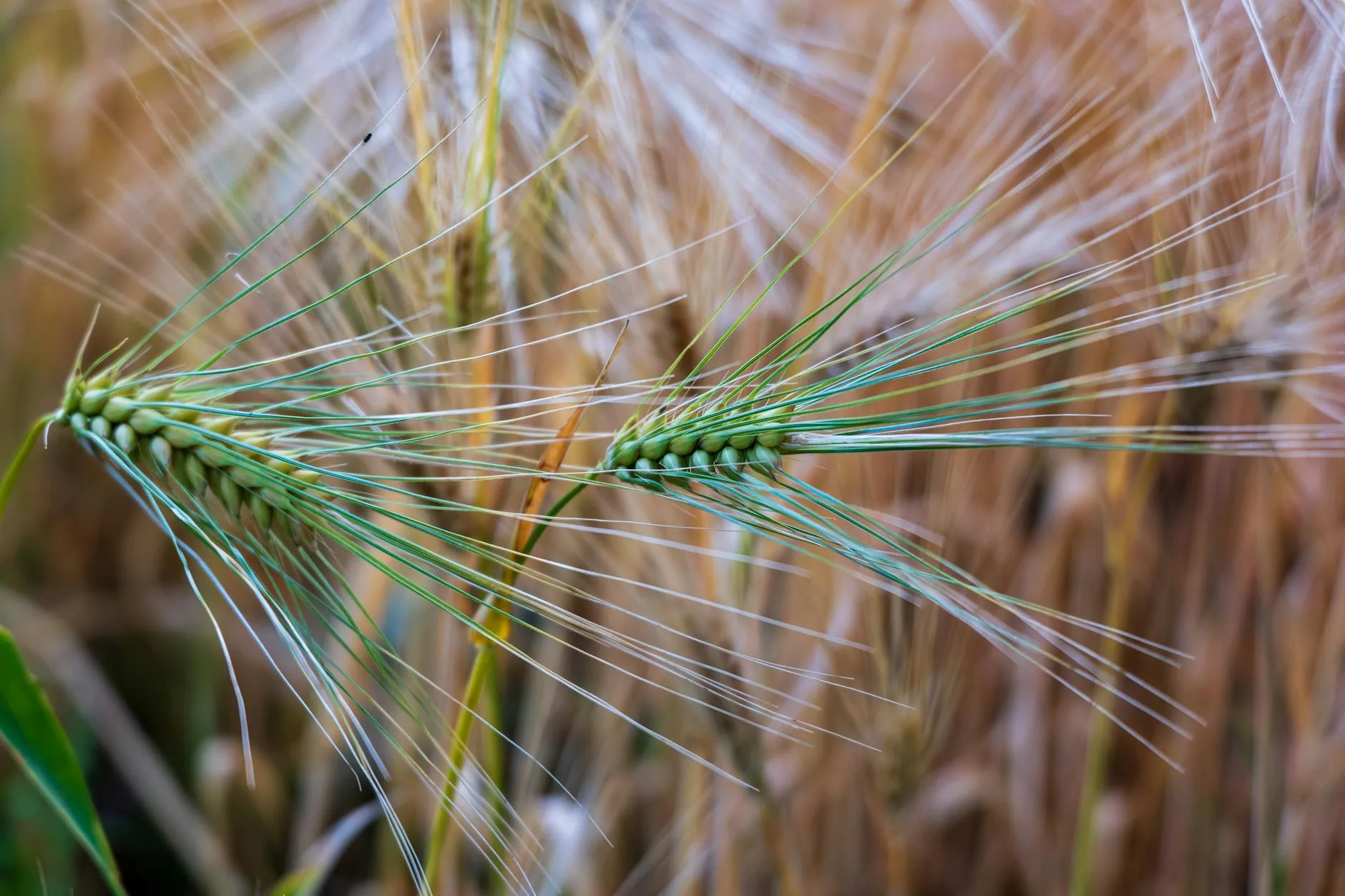 Close-up of barley grain used for brewing malt