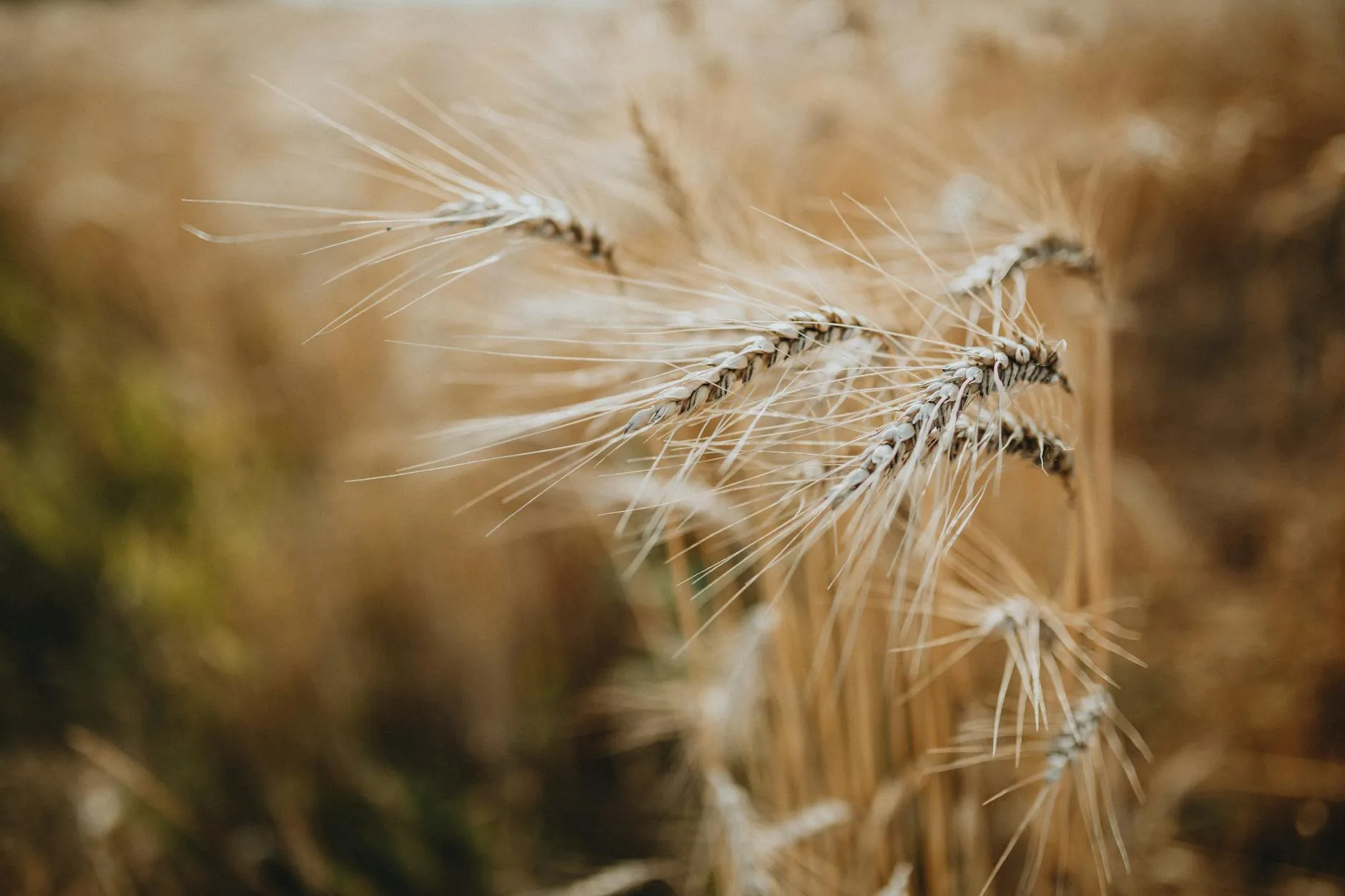 Brewing grains including wheat and barley malt for homebrewing