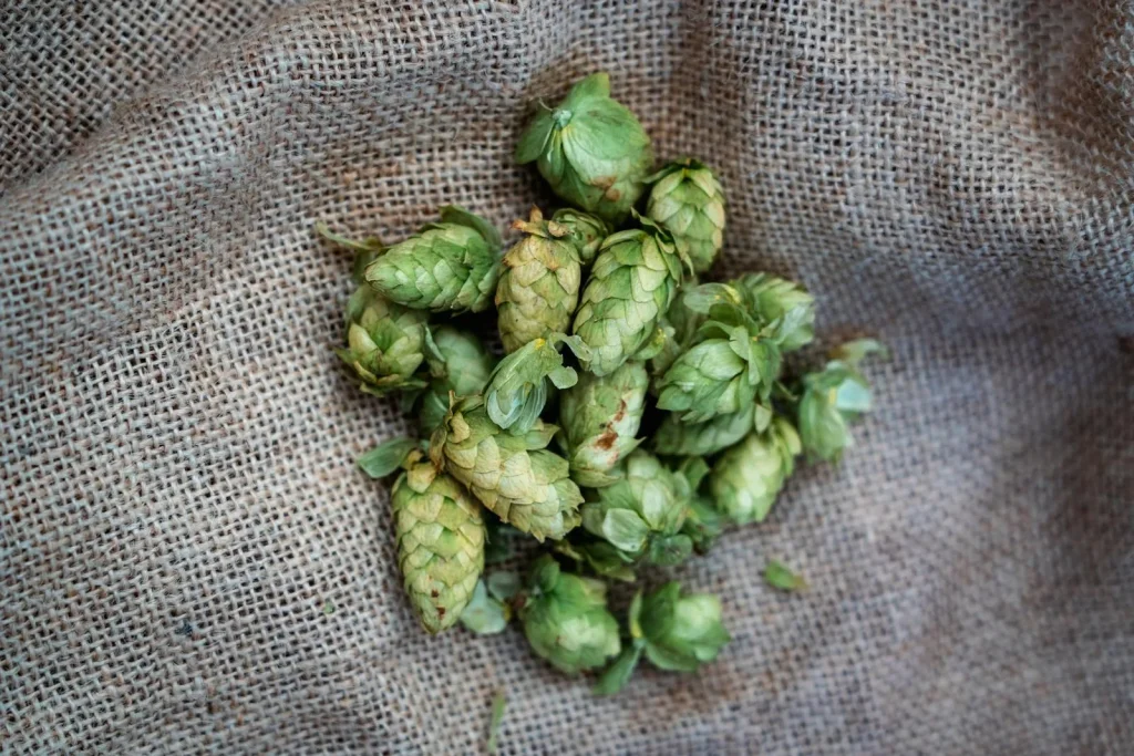 Fresh green hop cones on burlap cloth ready for dry hopping homebrew beer