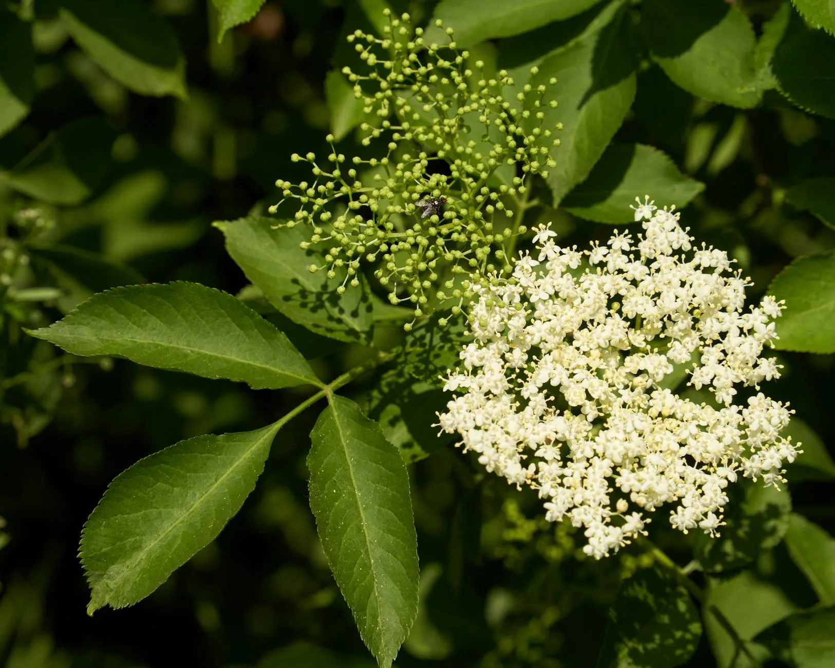 Elderflower blossoms on hedgerow ready for country wine making