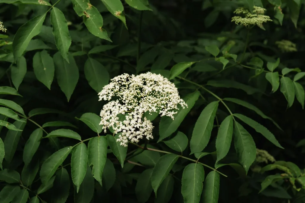 Elder tree in bloom with white elderflower umbels