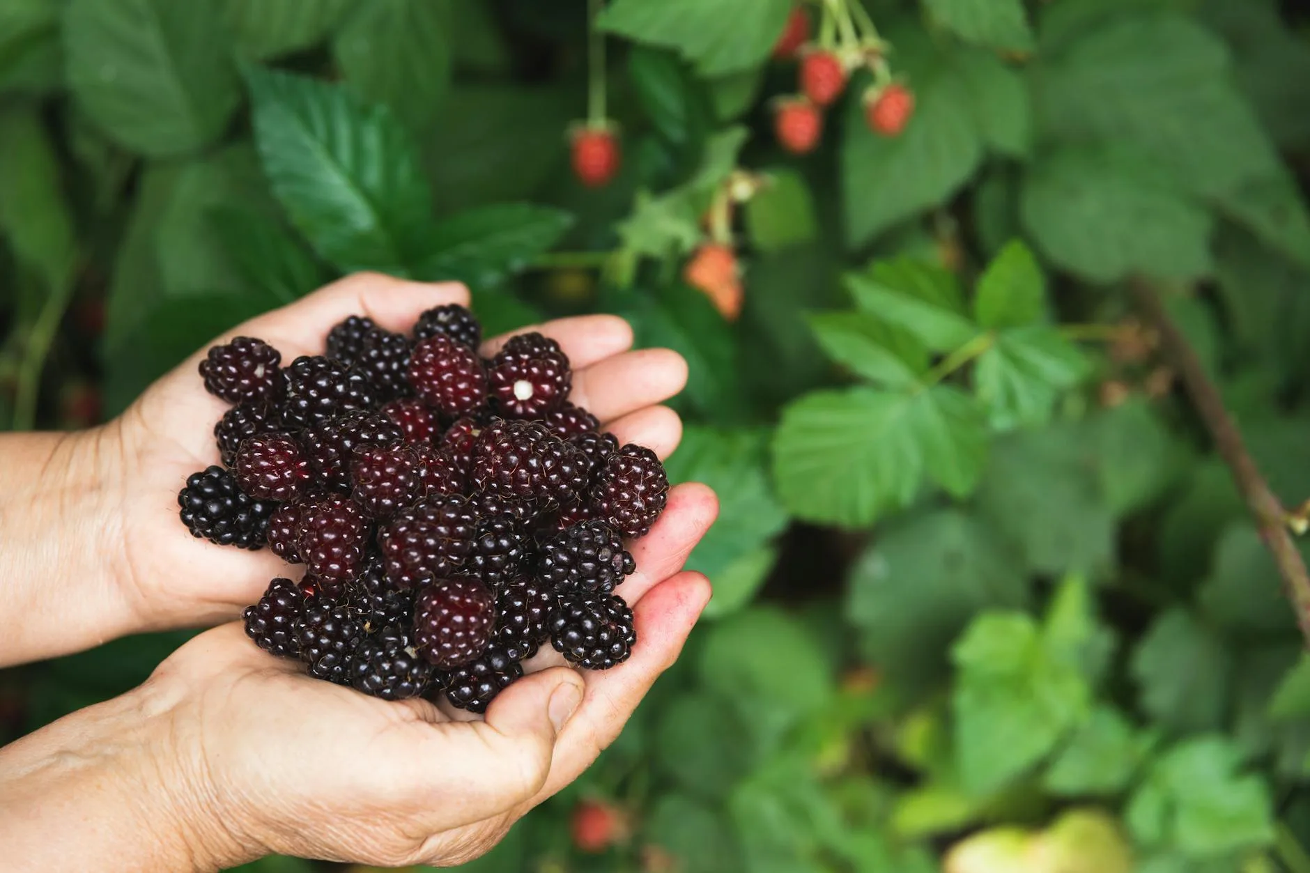 Fresh blackberries in a basket from a hedgerow harvest