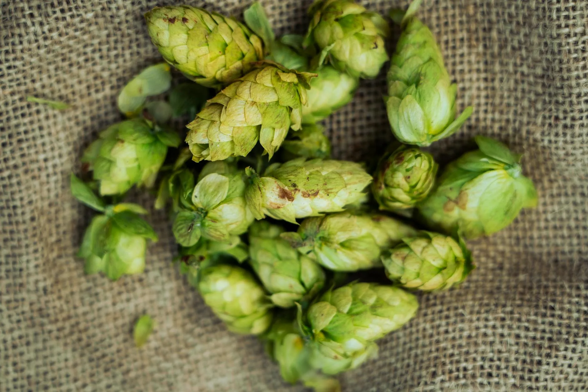 Fresh green hop cones and pellets for brewing beer