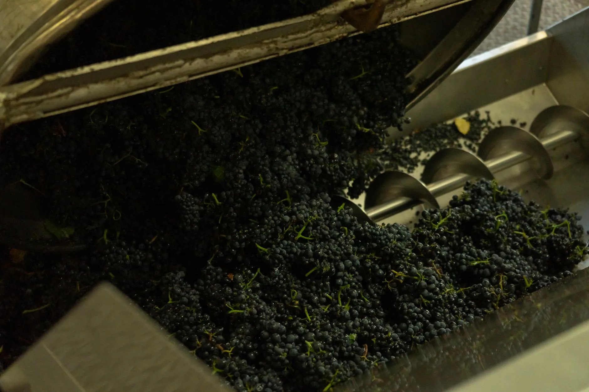 Grapes being fed into a crusher for wine production
