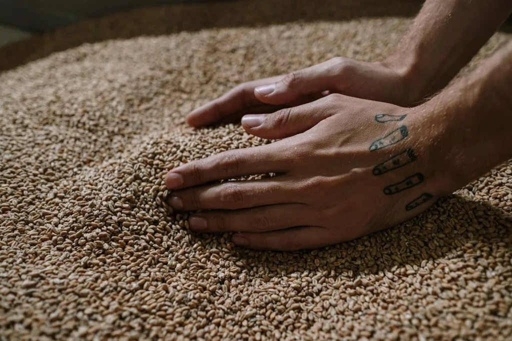 Hands handling barley grains during the craft brewing process