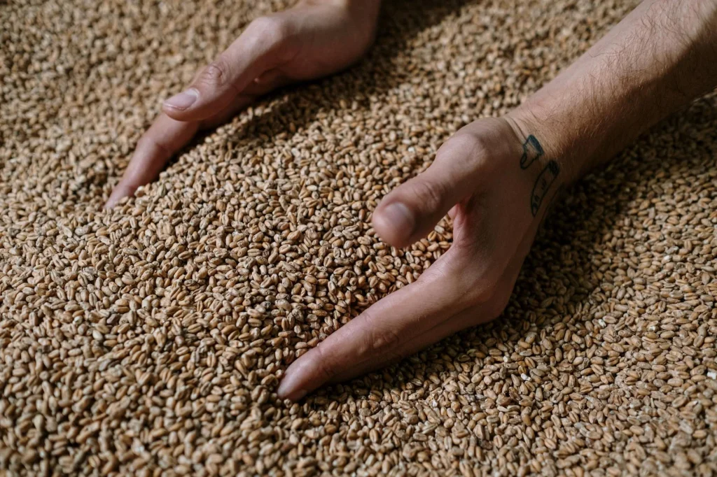 Brewing ingredients including malt grain and hops