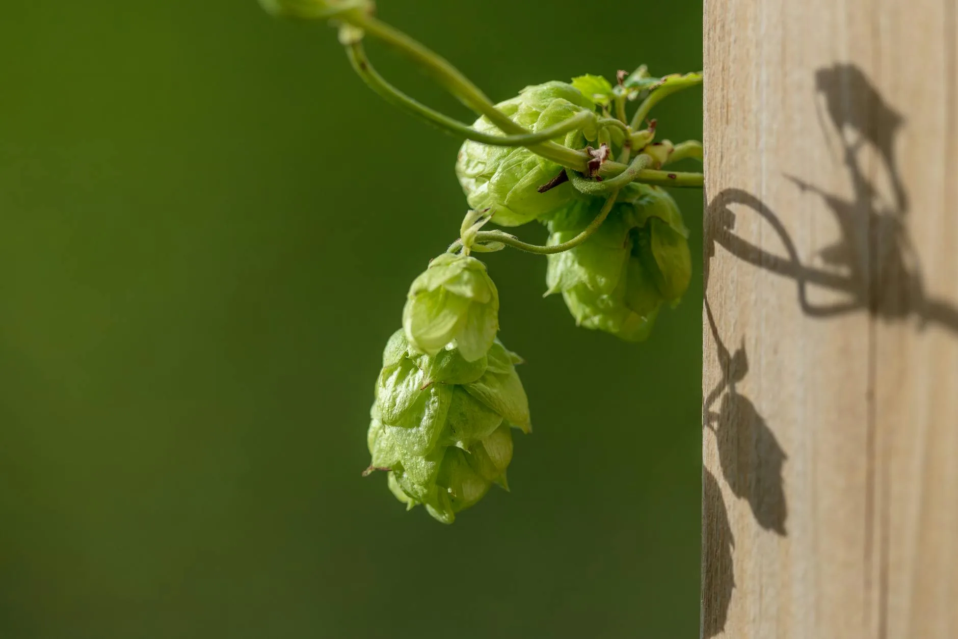 Close-up of green hop pellets used in homebrewing