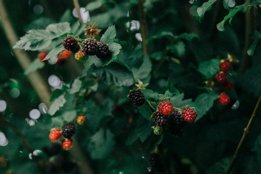 Ripe blackberries on the bush ready for garden harvest