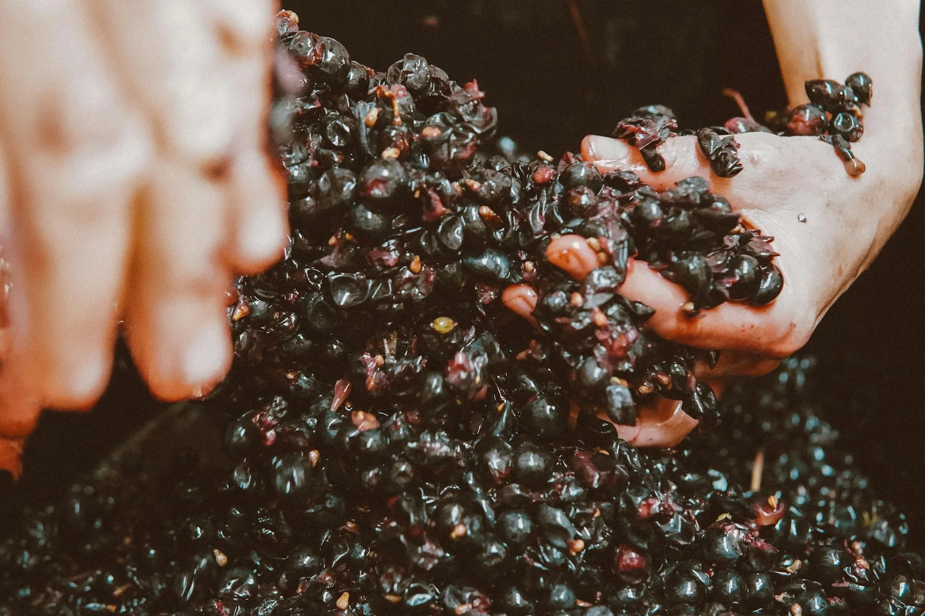 Hands crushing dark grapes for wine must during primary fermentation