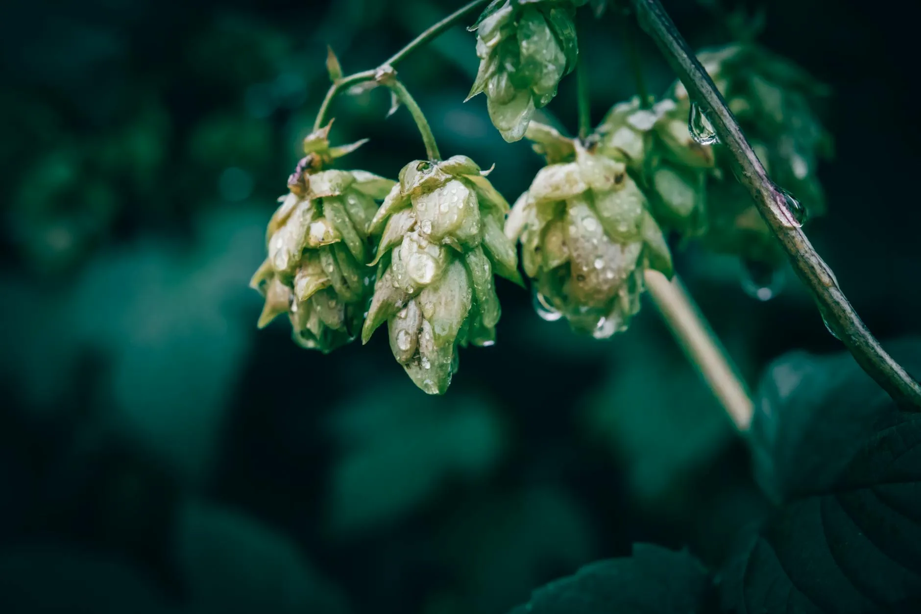 Home brewing ingredients including malt hops and yeast