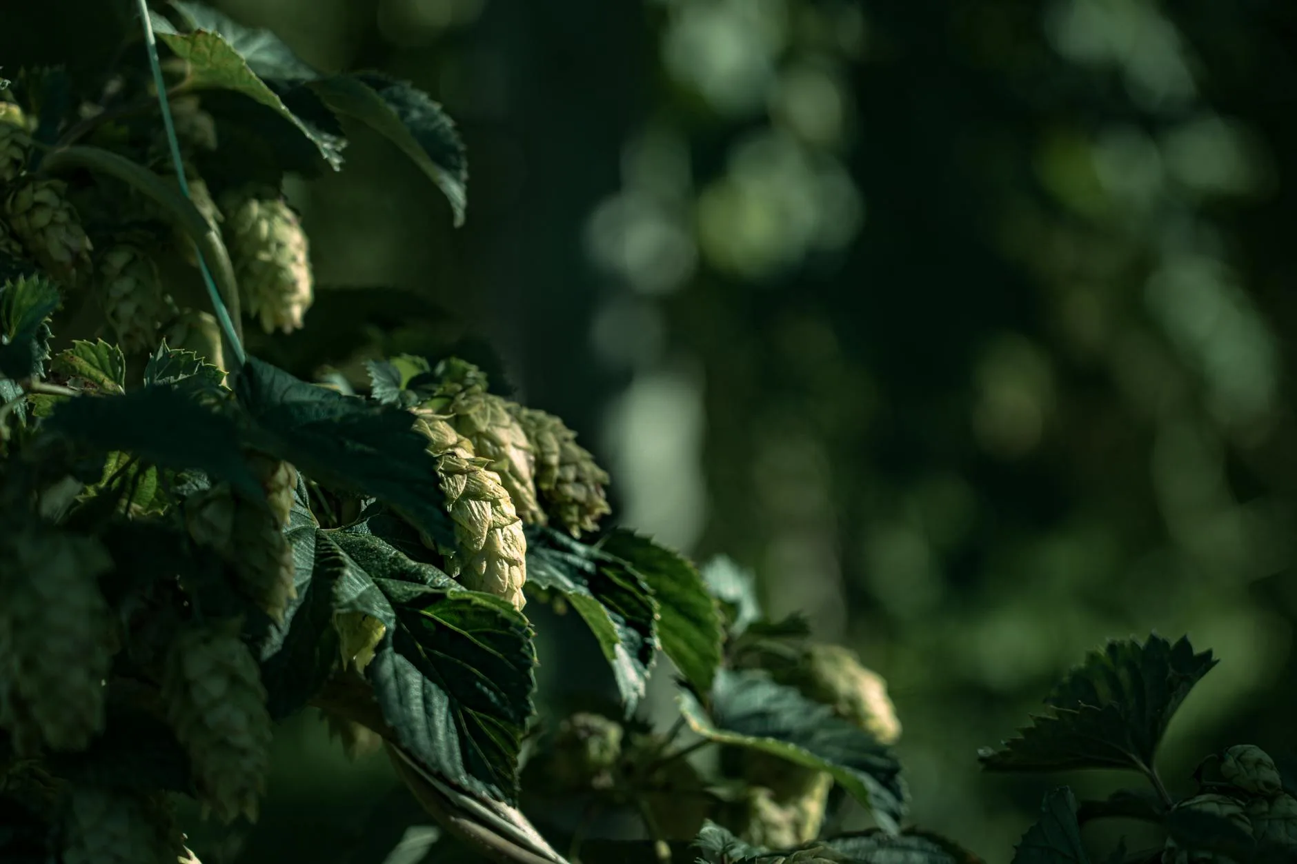 Fresh green hop cones used for dry hopping in craft beer brewing