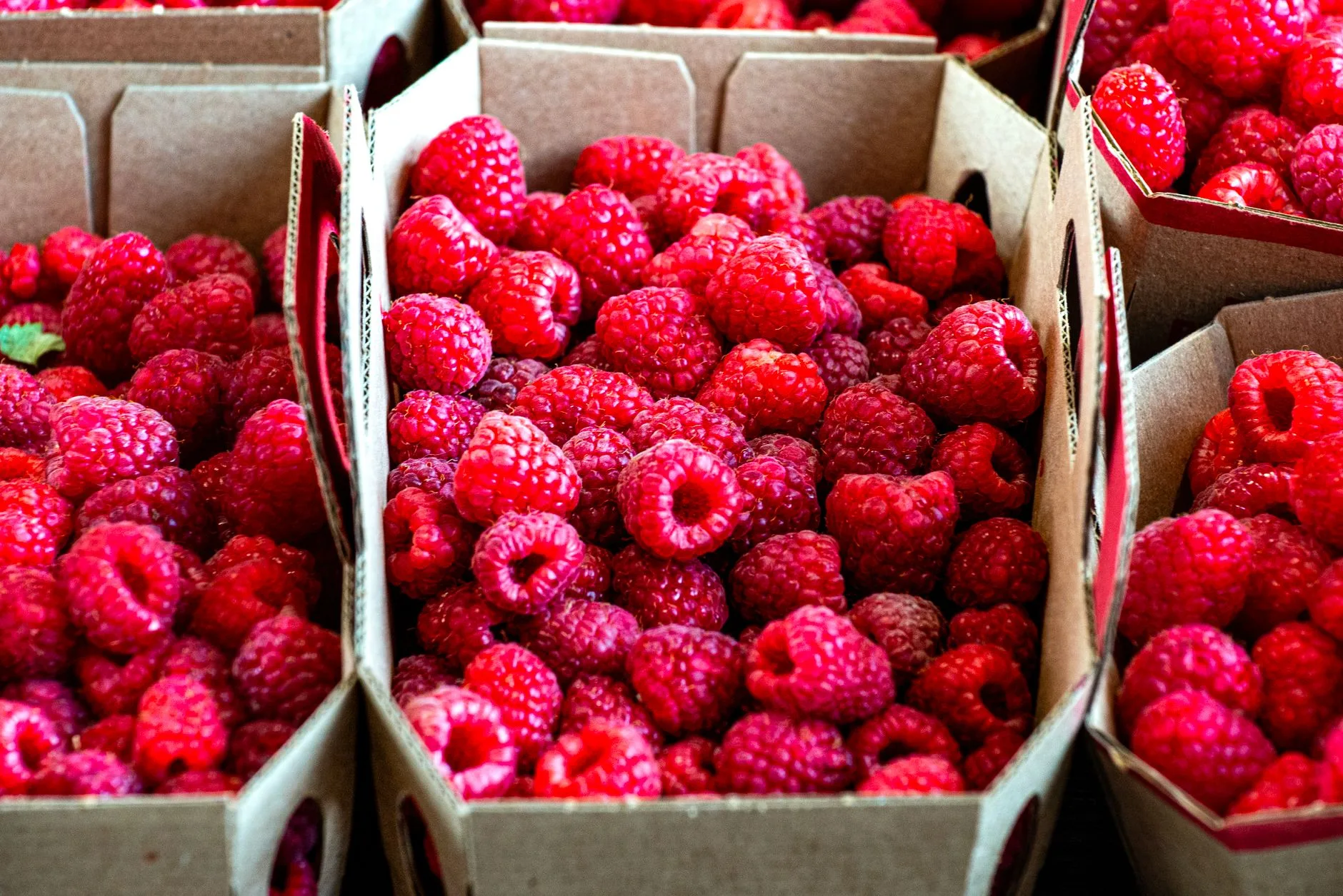 Fruit adjuncts ready for a home brewing recipe