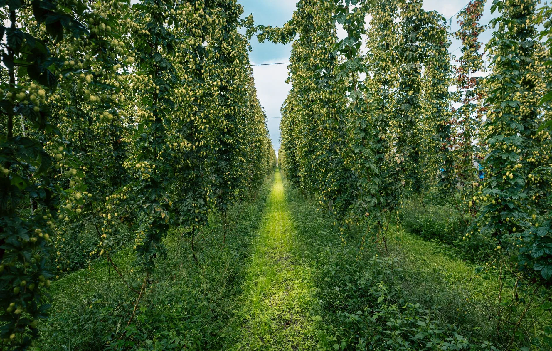 Hop plants growing in rows for gluten-free beer ingredient planning